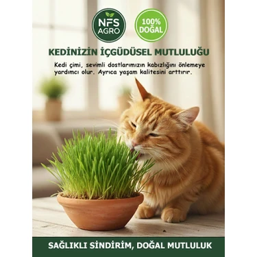 Nfs Agro Kedi Çimi Tohumu - 500