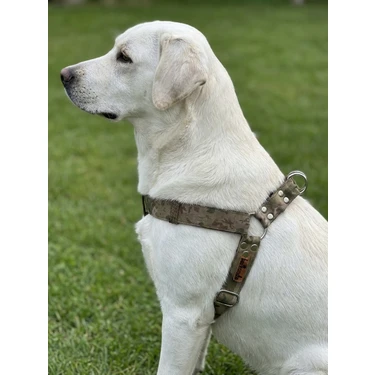 Balkonda Köpek Göğüs Tasması Orta ve Büyük Irk Ayarlamalı 3 cm Genişlik Kolon Kordon