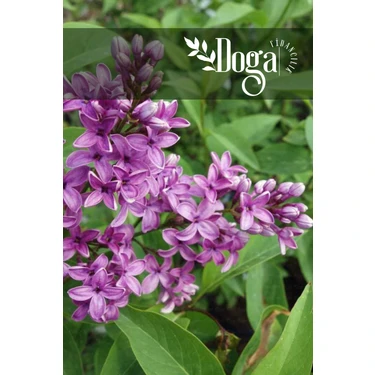 AnkaBahçe Mor Renkli Leylak ( Syringa Vulgaris ) Ağacı Fidanı 2
